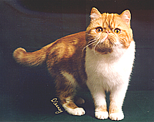 JKZoo's Rustic Purr Motor DM